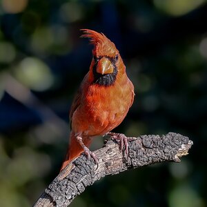 Northern Cardinal