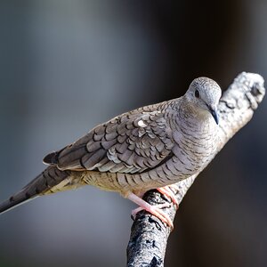 Inca Dove