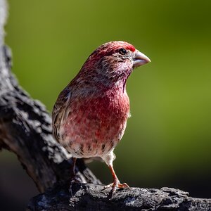 Media 'House finch' in category 'Wildlife'