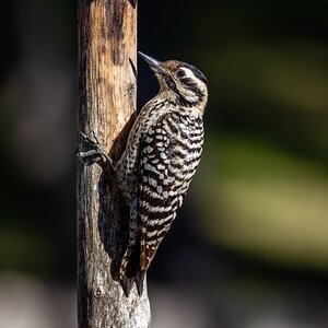 Ladderback woodpecker, female