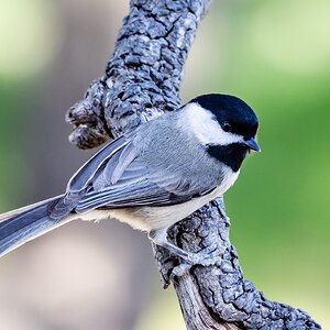 Chickadee