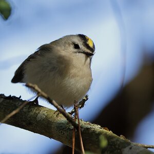 Golden-crowned Kinglet