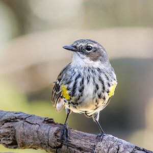 Yellow Rumped Warbler, San Antonio