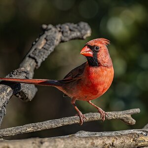 Northern Cardinal, San Antonio