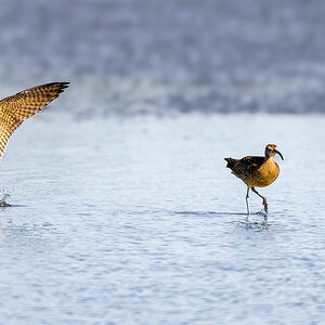 2025-01-17-074136-fe-curlew.jpg