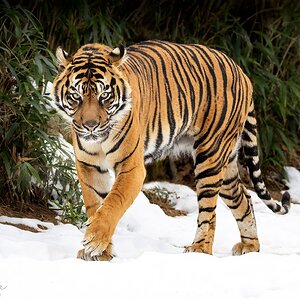 Media 'BigCatwithSnowFinalsmall.jpg' in category 'Monthly R System Images'