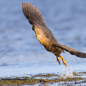 striated-heron-2000px-exp2000px.jpg