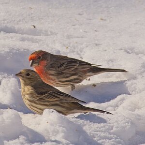 Finches011925.jpeg