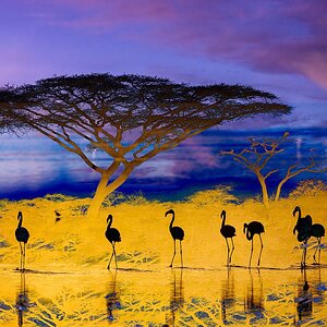 African Tree and Flamingos Difference-Edit1080.jpeg