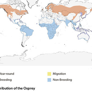 osprey-dist-botw.jpg