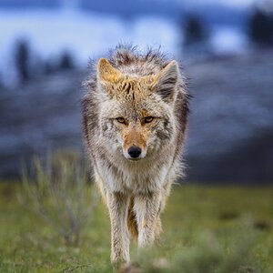 2024_05_09_Yellowstone-11498-Edit_Full.jpeg