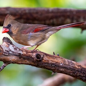 Female Cardinal-5603.jpg