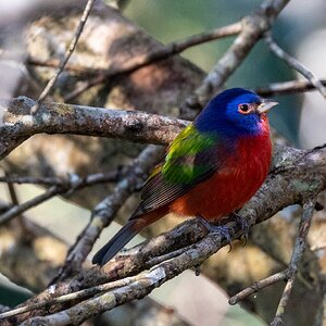 Male Painted Bunting-5741.jpg