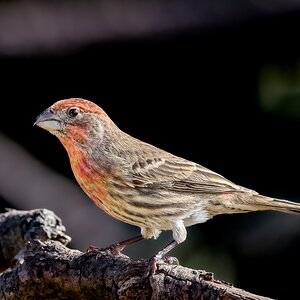 House Finch, San Antonio