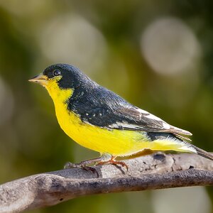 Lesser Goldfinch, San Antonio