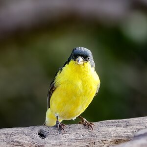 Lesser Goldfinch, San Antonio