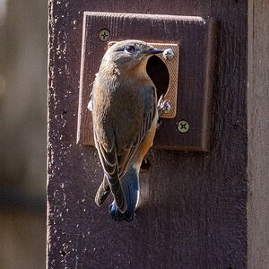 2035-010 014 Backyard birds.jpg