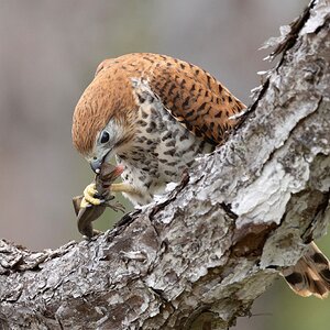 Mauritius Kestrel.jpg