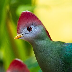 Red Credted Turaco.jpg