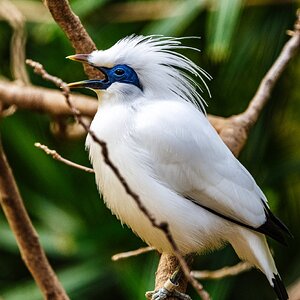 Bali Myna Call.jpg