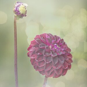 2024_07_13_Dahlia-10024-41-Edit1080-Soft.jpg