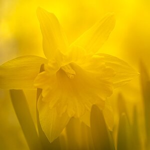 2024_03_27_ME_Daffodils-10042-Edit1080.jpg