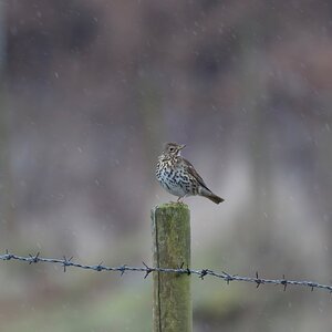 Song Thrush full frame.jpg