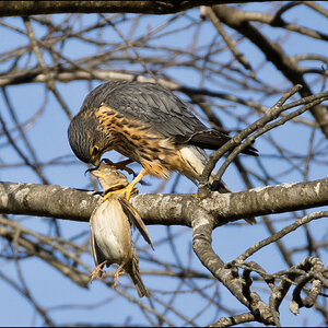 Common Kestrel.jpg