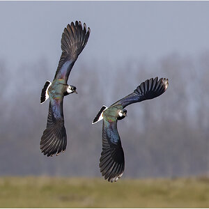 [mp] Lapwings s.jpg