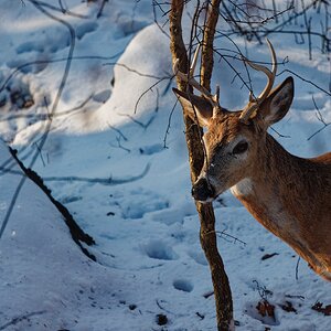 Deer in the morning light.jpg