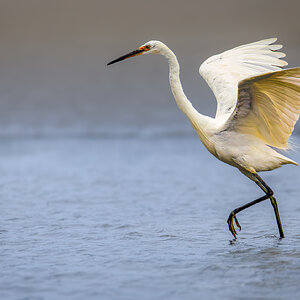 egret-int-0001-c-exp2000px.jpg