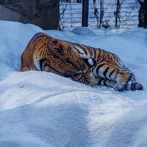 Asahiyama Zoo - Tiger - 1_1.jpg