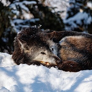 Asahiyama Zoo - Wolf - 2_1.jpg