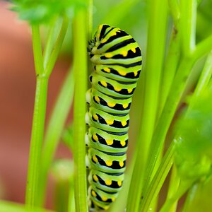 Parsley Caterpillar.jpg