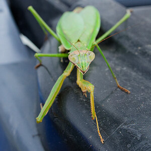 praying mantis front.jpg