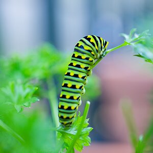 Parsley Caterpillar back.jpg