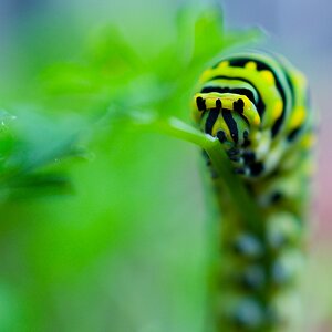 Parsley Caterpillar front.jpg