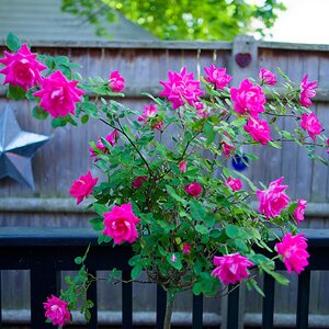 Roses in a pot.jpg