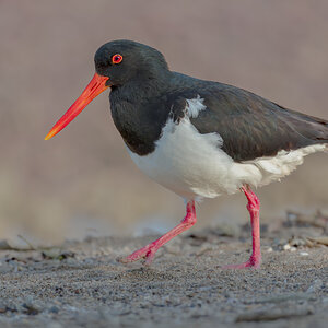 oystercatcher-pied-king-is-0001-b-exp2000px.jpg