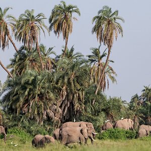 Palm Grove in Amboseli Kenya 2.jpg