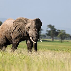 Ellie in the Grass, Amboseli Kenya 2.jpg