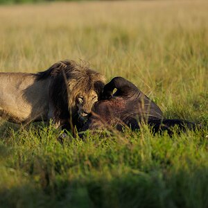 Lion feast.jpg