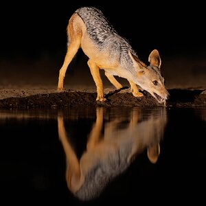 BB Jackal Water Hole at night..jpg