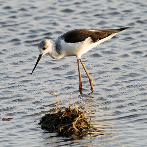 Black-Winged Stilt, Amboseli Kenya_.jpg