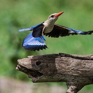 Grey Headed Kingfisher Launch, Amboseli Kenya_.jpg