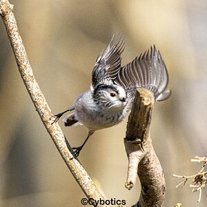 Long Tailed Tit