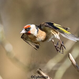 Goldfinch