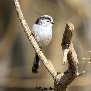 Long Tailed Tit