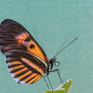 2025_03_01_TheButterflyPlace-10029-DXOPR-Edit1080.jpg