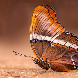 2025_03_01_TheButterflyPlace-10049-Edit1080.jpg